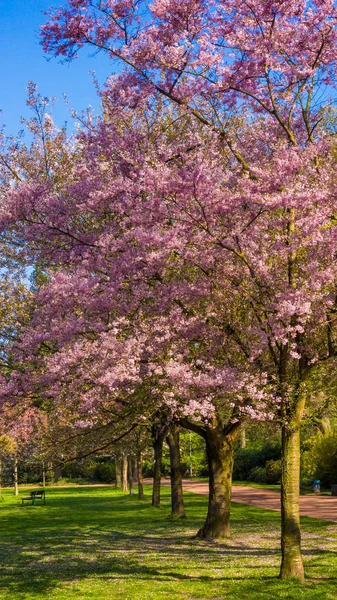 Kersenboom Bloesem Prachtige Natuur Scène Met Bloeiende Boom — Stockfoto