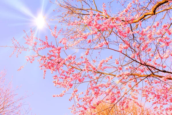 Frühling Sakura Kirschblüte Rosa Blüten Sukura Blumen — Stockfoto