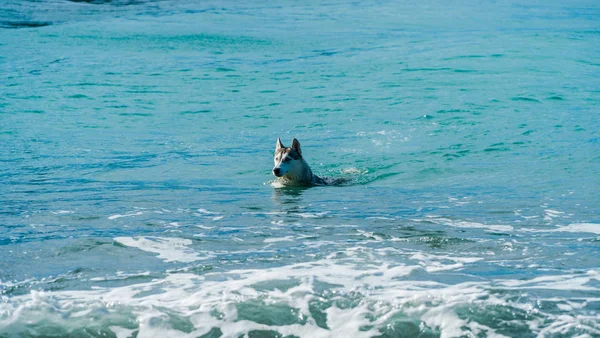 Cane Siberiano Hasky Cane Che Nuota Nel Mare — Foto Stock