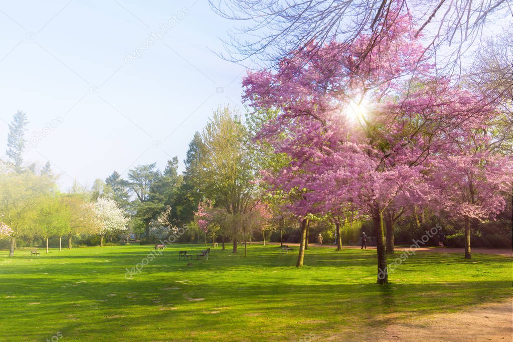 Beautiful park.  Beautiful landscape. Garden