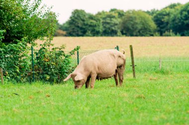 Domuz çiftliği. alan domuzlar. Sağlıklı domuz çayır üzerinde
