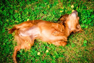 Mutlu ve aktif köpek açık havada gün güneşli yaz çimen. güneşin tadını Rus oyuncak köpek