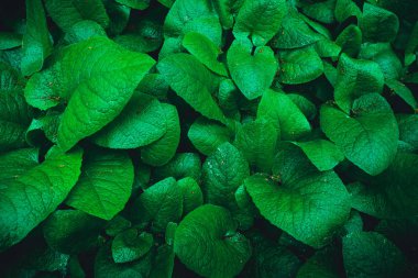 arka plan doku bırakır. yeşil yaprak