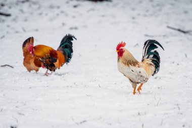 horoz üzerinde beyaz bir kar anlamına gelir.