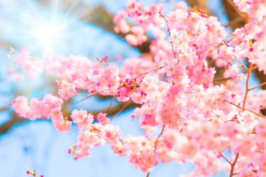 kiraz çiçeği, sakura çiçekler