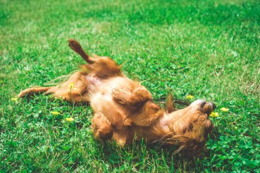 köpek yeşil çim üzerinde yalan gülümseyen