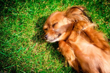köpek yeşil çim üzerinde yalan gülümseyen