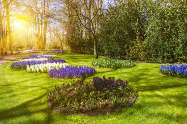 Güzel bahçe. bahar bahçe. Yeşil park