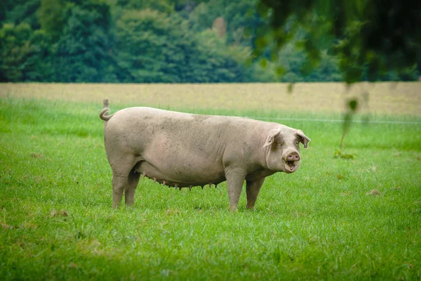 Zagroda Świń Pastwisk Dolinie — Zdjęcie stockowe