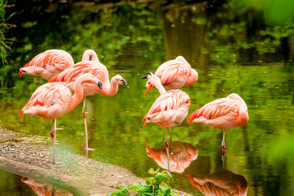 flamingos on the beach