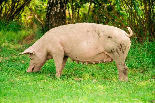 豚で農地 谷牧場 — ストック写真