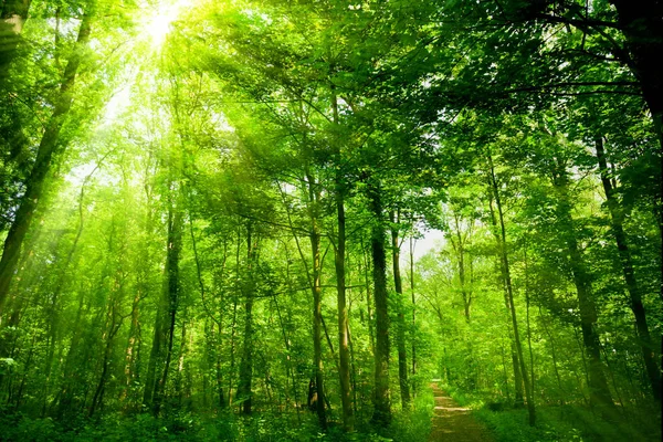 美丽的绿色森林 森林与阳光 — 图库照片