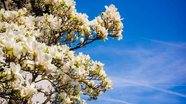 Bellissimi Fiori Magnolia Nella Stagione Primaverile Sull Albero Magnolia — Foto Stock