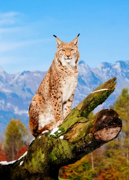 Lynx Eurázsiai Vadmacska — Stock Fotó