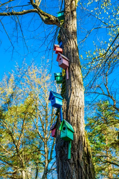 Maison Oiseaux Bois Nichoirs Colorés Sur Arbre — Photo
