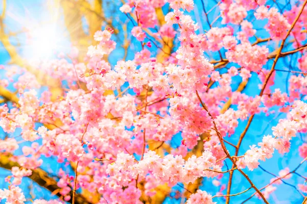 Розовый Цветок Сакуры — стоковое фото