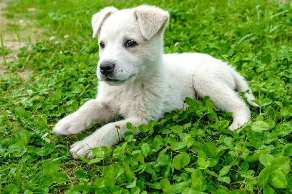 Witte Pup Puppy Buiten Een Zonnige Dag — Stockfoto