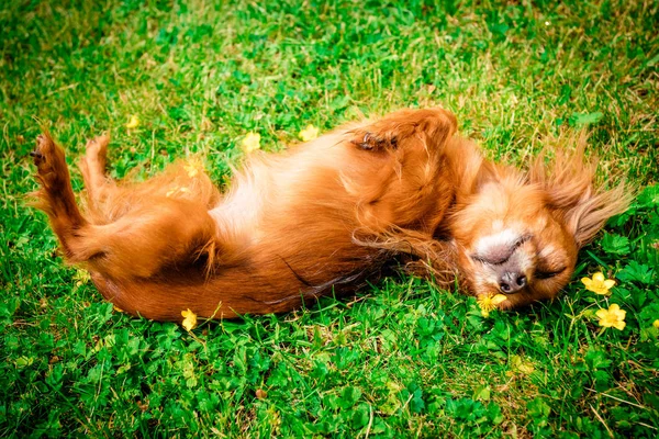 otların arasında yalan olarak mutlu köpek yavrusu