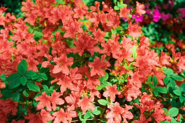 Kırmızı açelya çalı Bahçe