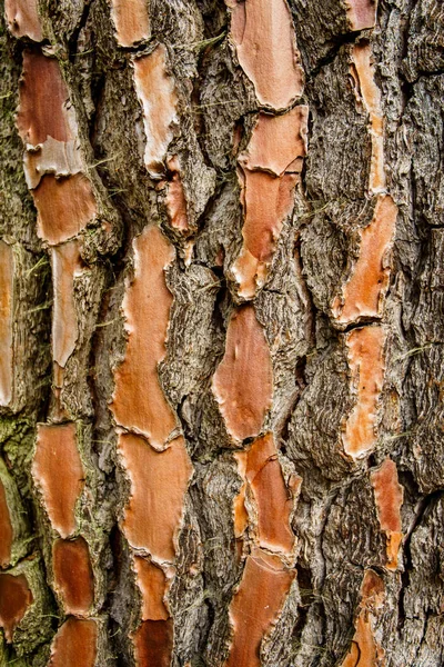 çam kabuğu kabartma dokusu fotoğrafı