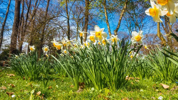 Spring Narcissus Flowers Flowers Spring Season — Stock Photo, Image