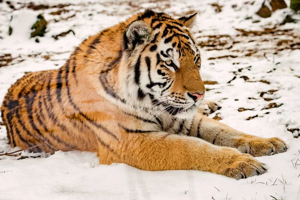 Tigre Neve — Fotografia de Stock