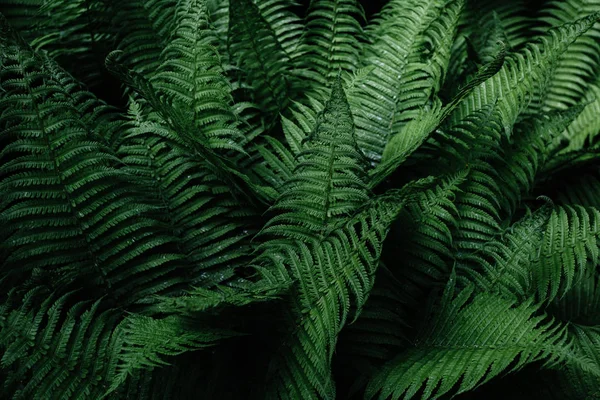 Beautyful ferns leaves. Tropical Fern Bushes