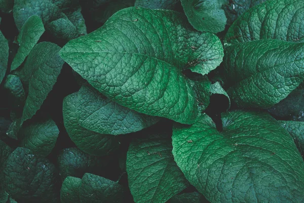 Yaprak yeşil doku. tropikal yaprak