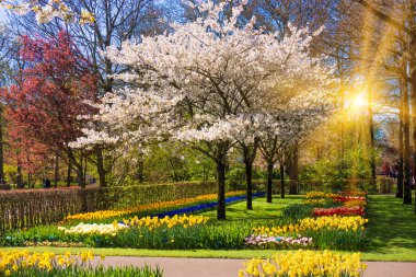 bahar çiçek açması ağacında. güzel bahçe. Park