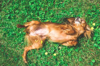 otların arasında yalan olarak mutlu köpek yavrusu