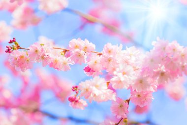 kiraz çiçeği, sakura çiçekler