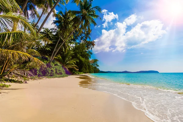 Strand Met Een Palmboom Het Zand — Stockfoto