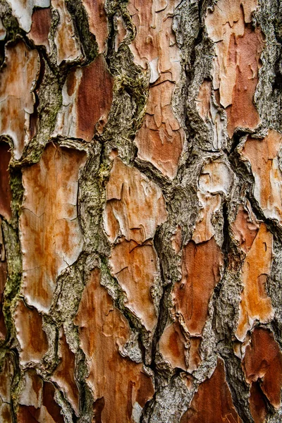 Кора Соснового Дерева — стокове фото