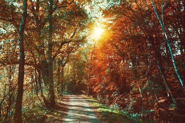 Route Forestière Paysage Avenue Des Arbres Dans Parc Forêt Automne — Photo