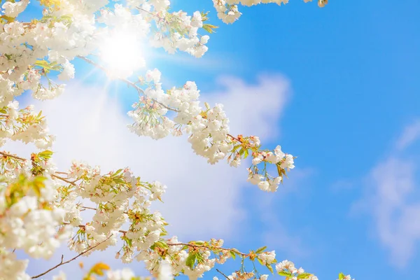 Ast Blühender Baum Blauen Himmel Frühlingsblüte Hintergrund — Stockfoto