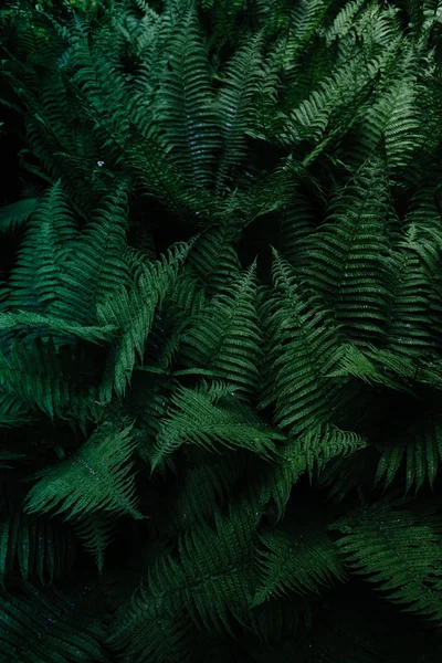 Тропічні Листя Квітковий Дизайн Фону — стокове фото