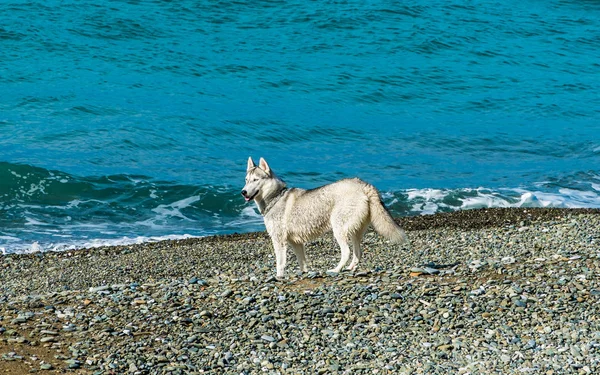 Husky Pláži — Stock fotografie