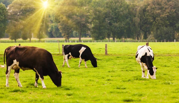 Vacas Meado Bezerros Corte — Fotografia de Stock