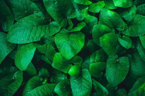 緑を葉します 性質の概念 — ストック写真