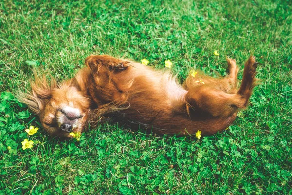Mutlu ve aktif köpek açık havada gün güneşli yaz çimen. güneşin tadını Rus oyuncak köpek