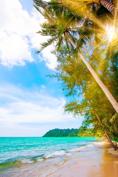 Красивый Пляж Тропическое Море Пальмовый Фалльский Пляжи — стоковое фото