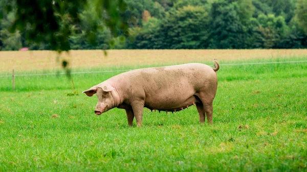 Ritratto Maiale Maiale Nell Allevamento Suini — Foto Stock