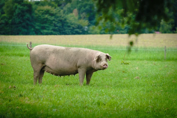 Pig portrait. Pig at pig farm