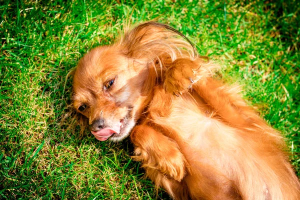 Счастливый Щенок Собаки Лежащий Траве — стоковое фото
