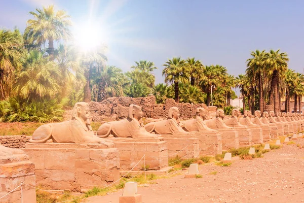 Sphingen Luxor Tempel Ägypten — Stockfoto