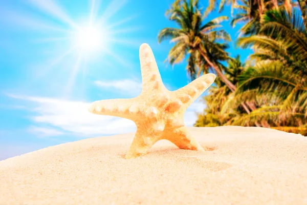 Achtergrond Van Zomertijd Zomer Concept — Stockfoto