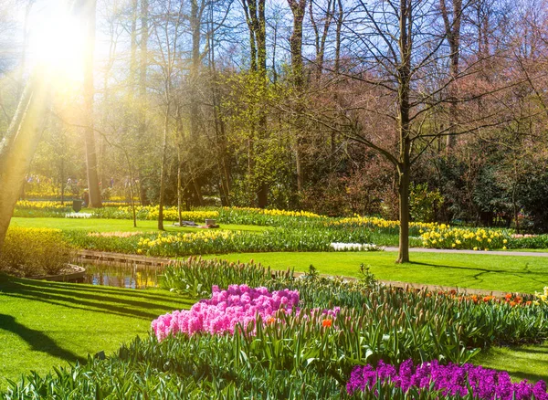 Hermoso Jardín Jardín Primavera Parque Verde — Foto de Stock