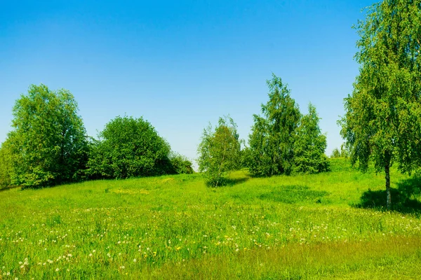 Summer Green Field — Stock Photo, Image