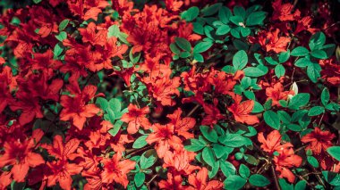 Kırmızı çiçekli güzel arka plan