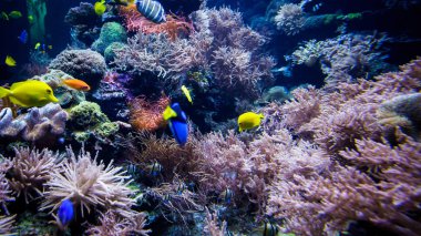 güzel sualtı dünyasını arka plan